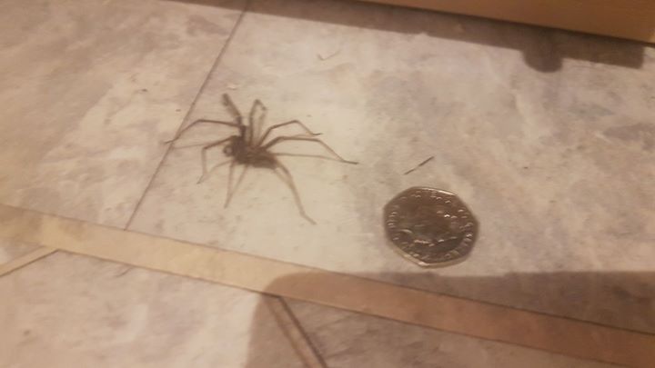 Look at the size of this fucker!!